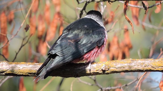 Lewis's Woodpecker - ML230991611