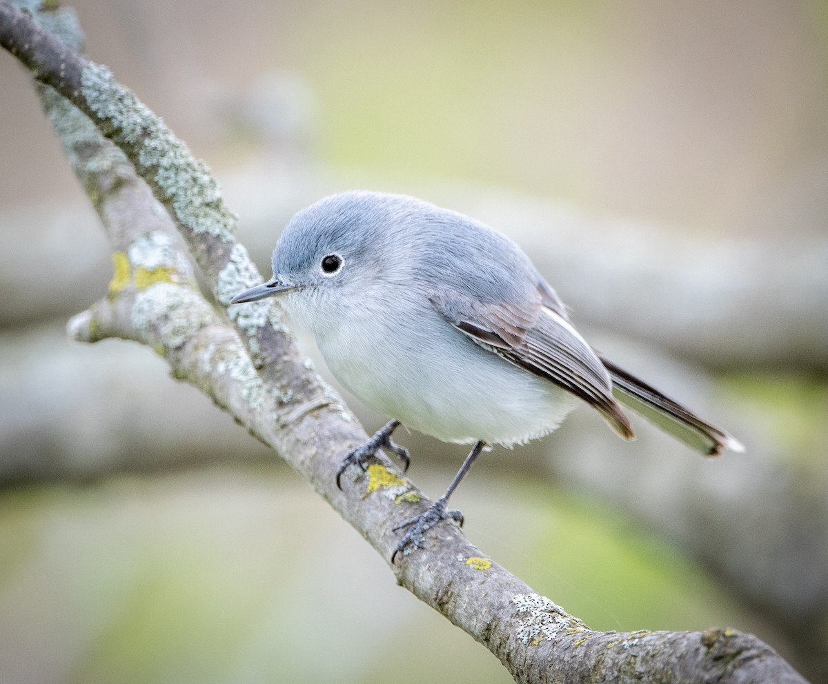 Blaumückenfänger - ML230991891