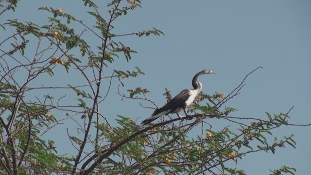 African Darter - ML230992221