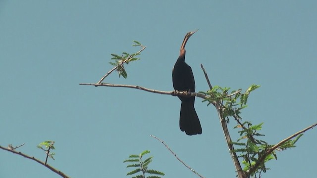 Afrika-Schlangenhalsvogel - ML230994161