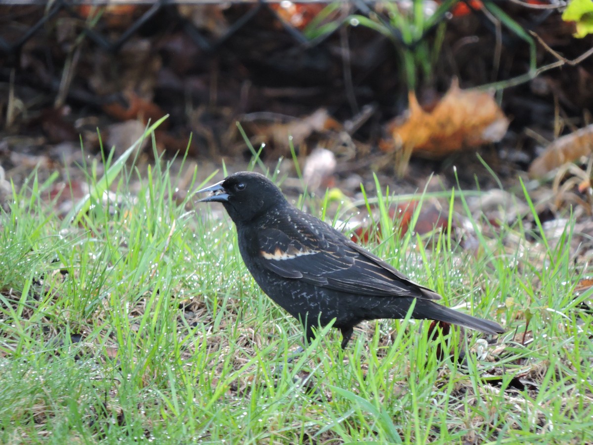 Red-winged Blackbird - ML230995141