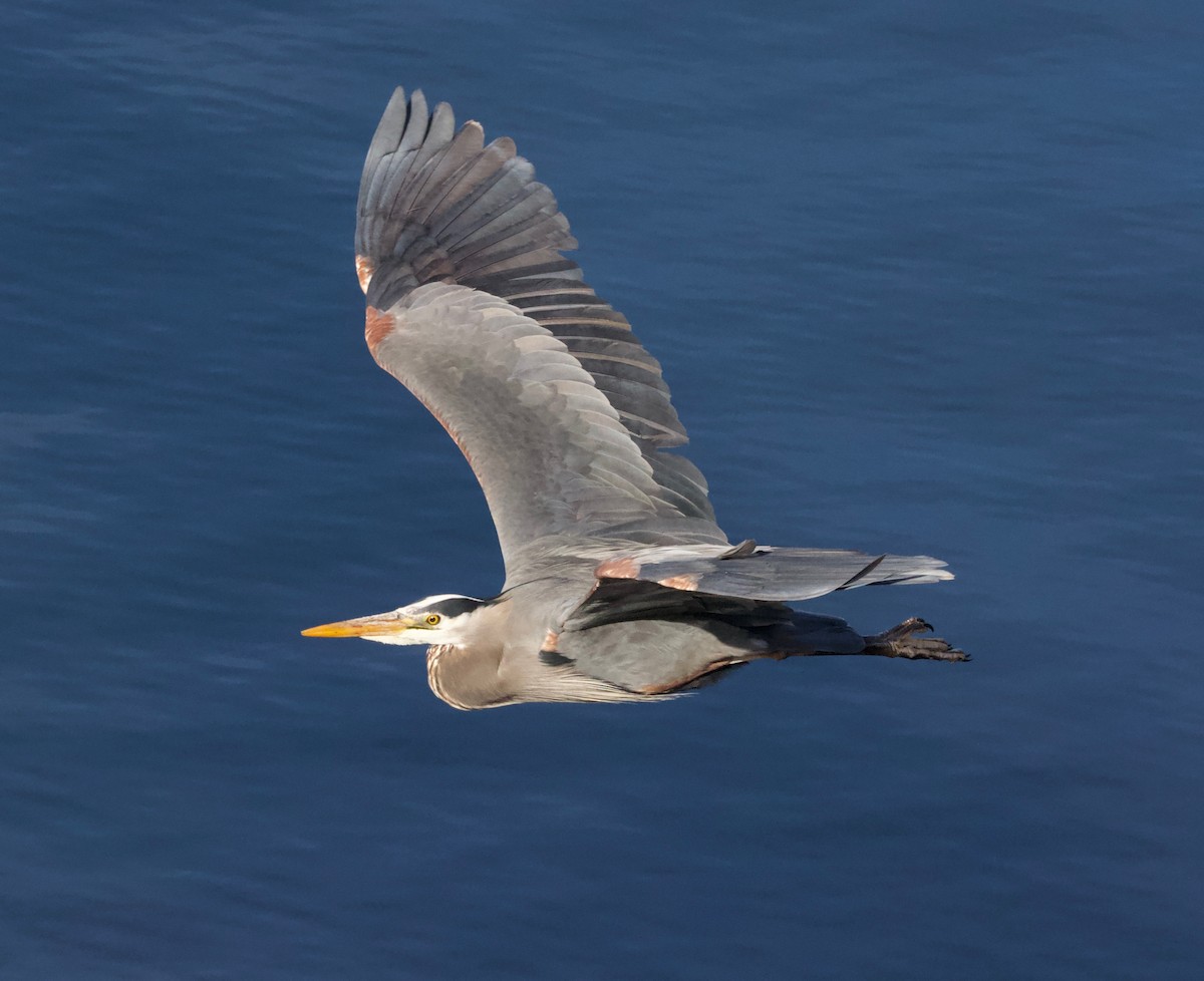 Great Blue Heron (Great Blue) - ML230995191