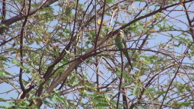 Blue-cheeked Bee-eater - ML230997491