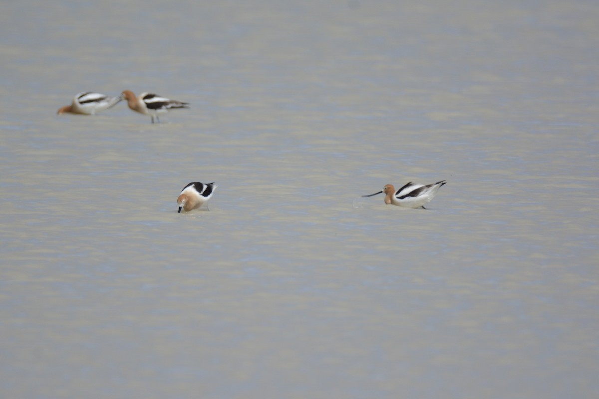 Avoceta Americana - ML230998281