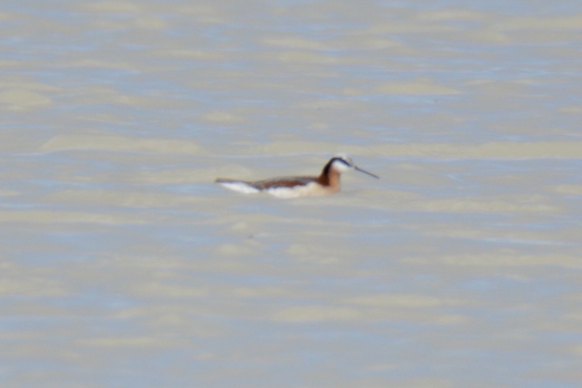 Falaropo Tricolor - ML230998871