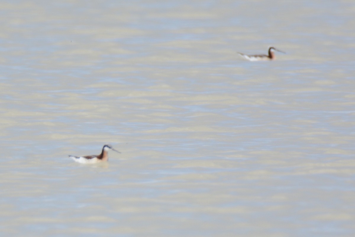 Falaropo Tricolor - ML230999901
