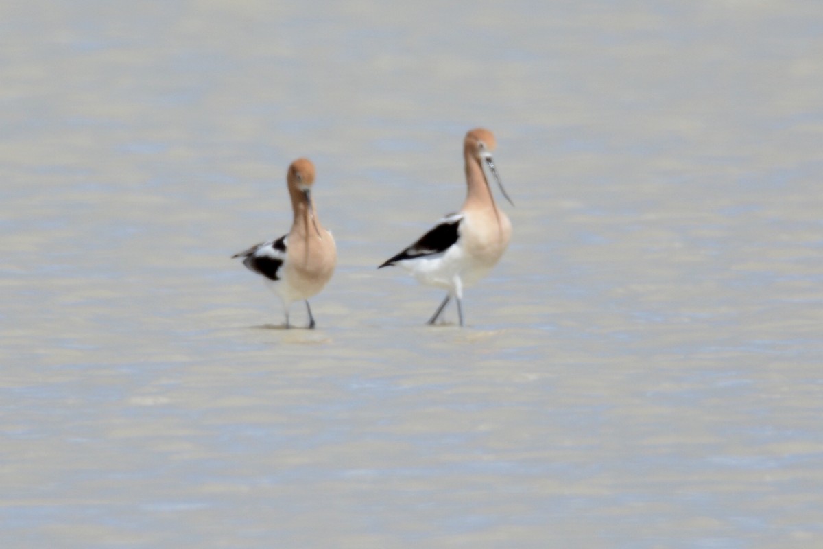 Avoceta Americana - ML231000121