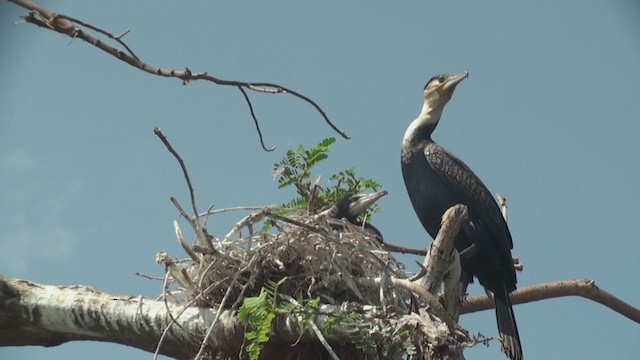 Great Cormorant (White-breasted) - ML231000221