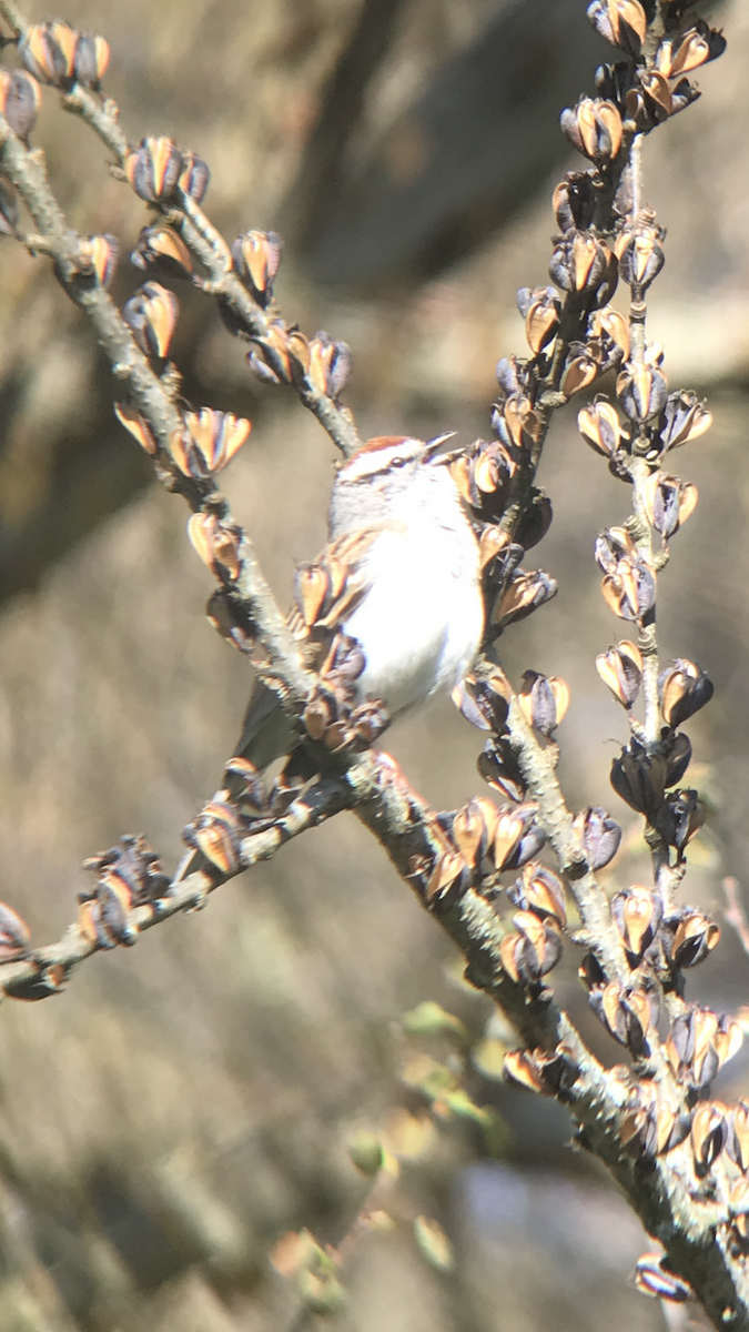 Chipping Sparrow - ML231002201