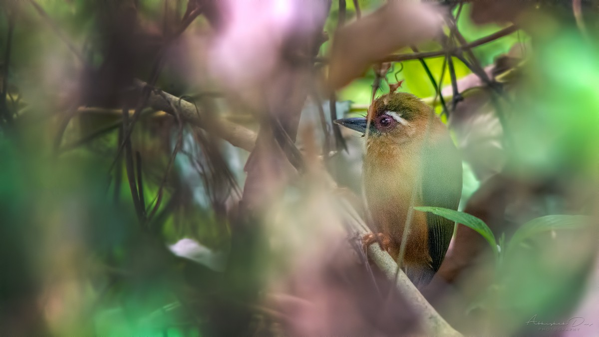 White-browed Piculet - ML231002261