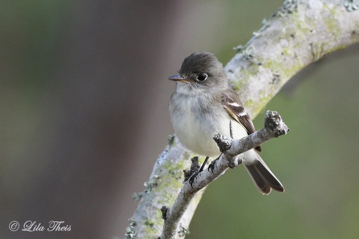 Least Flycatcher - ML231002271