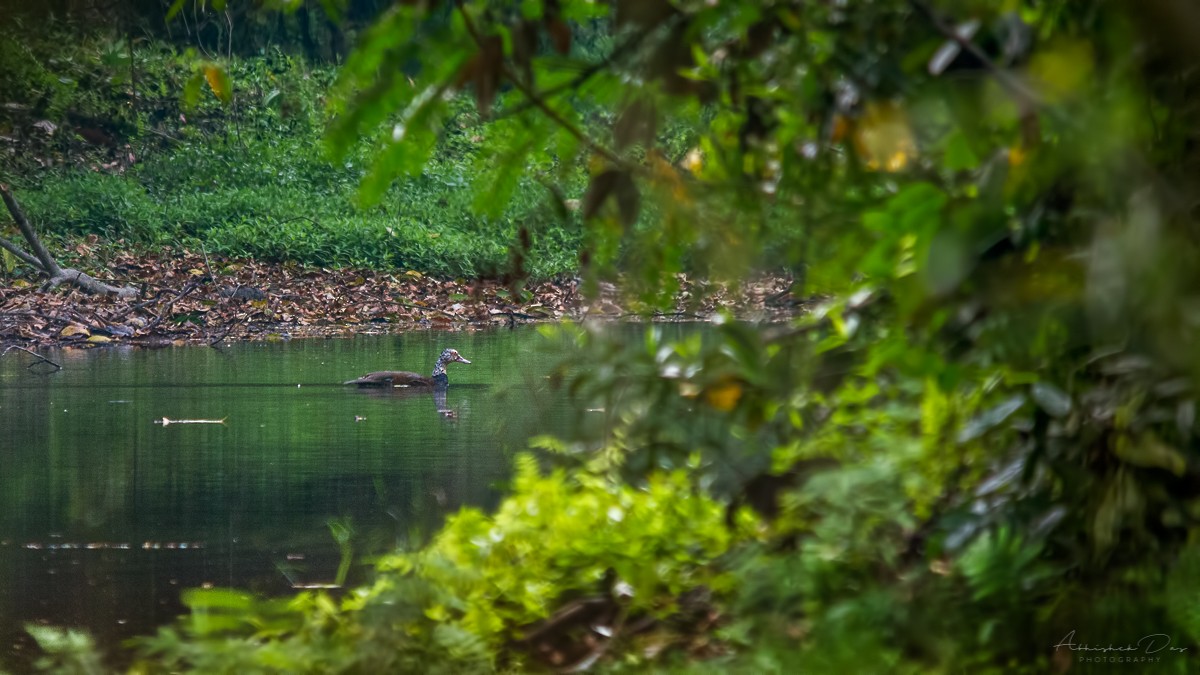 White-winged Duck - Abhishek Das