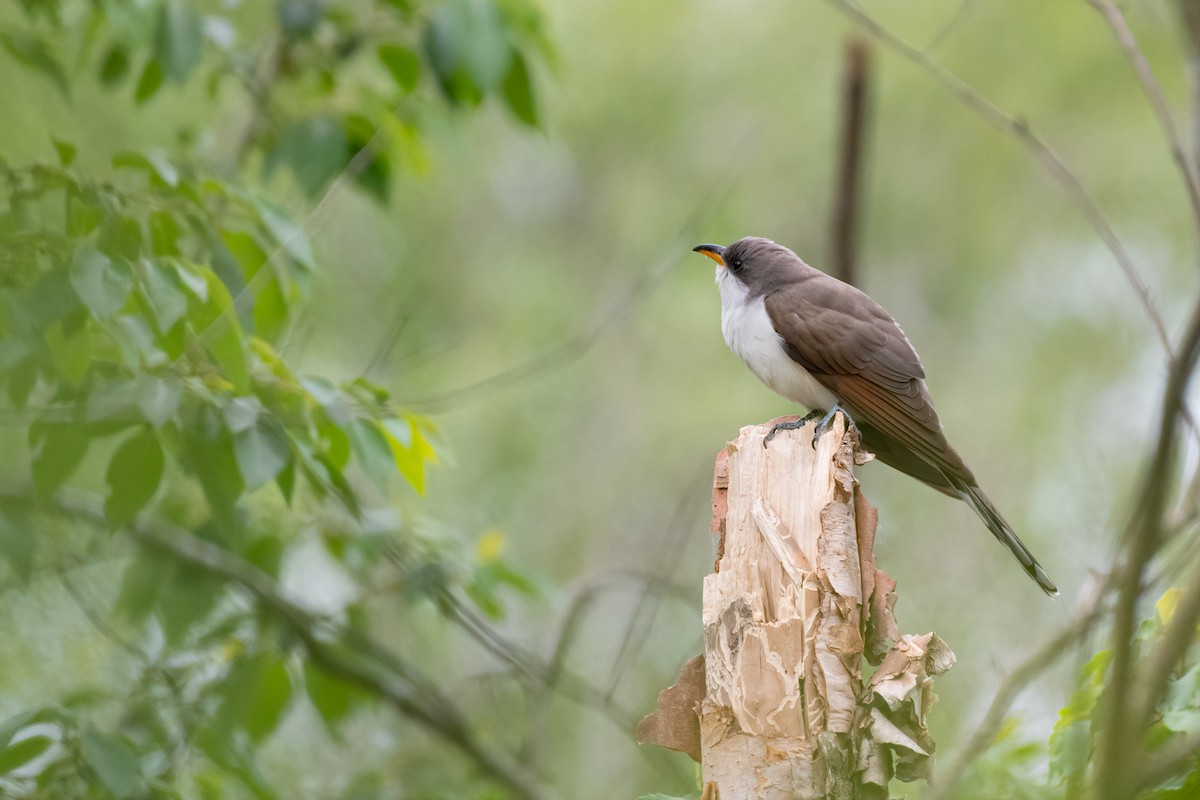 Yellow-billed Cuckoo - ML231002581
