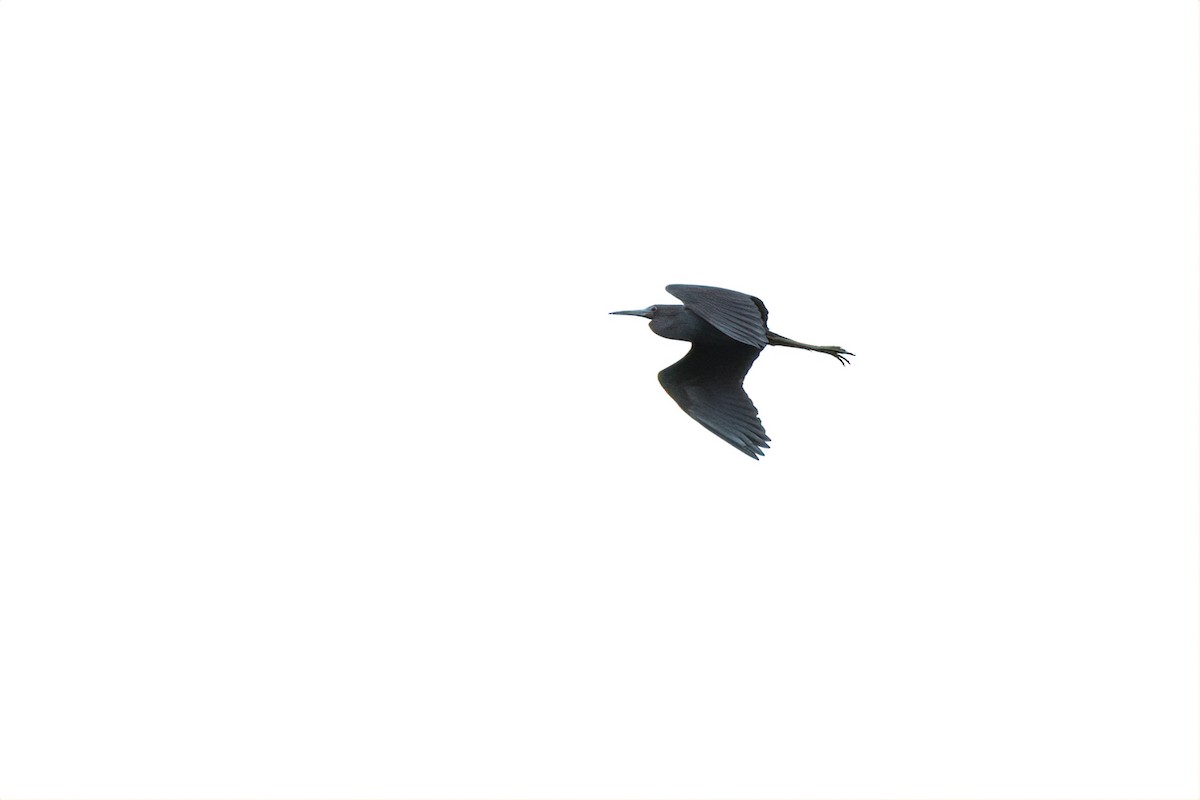 Little Blue Heron - ML231002681