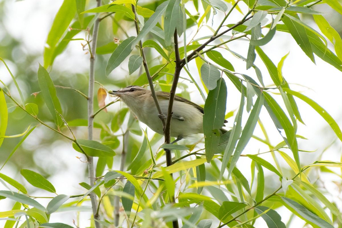 Red-eyed Vireo - ML231003571