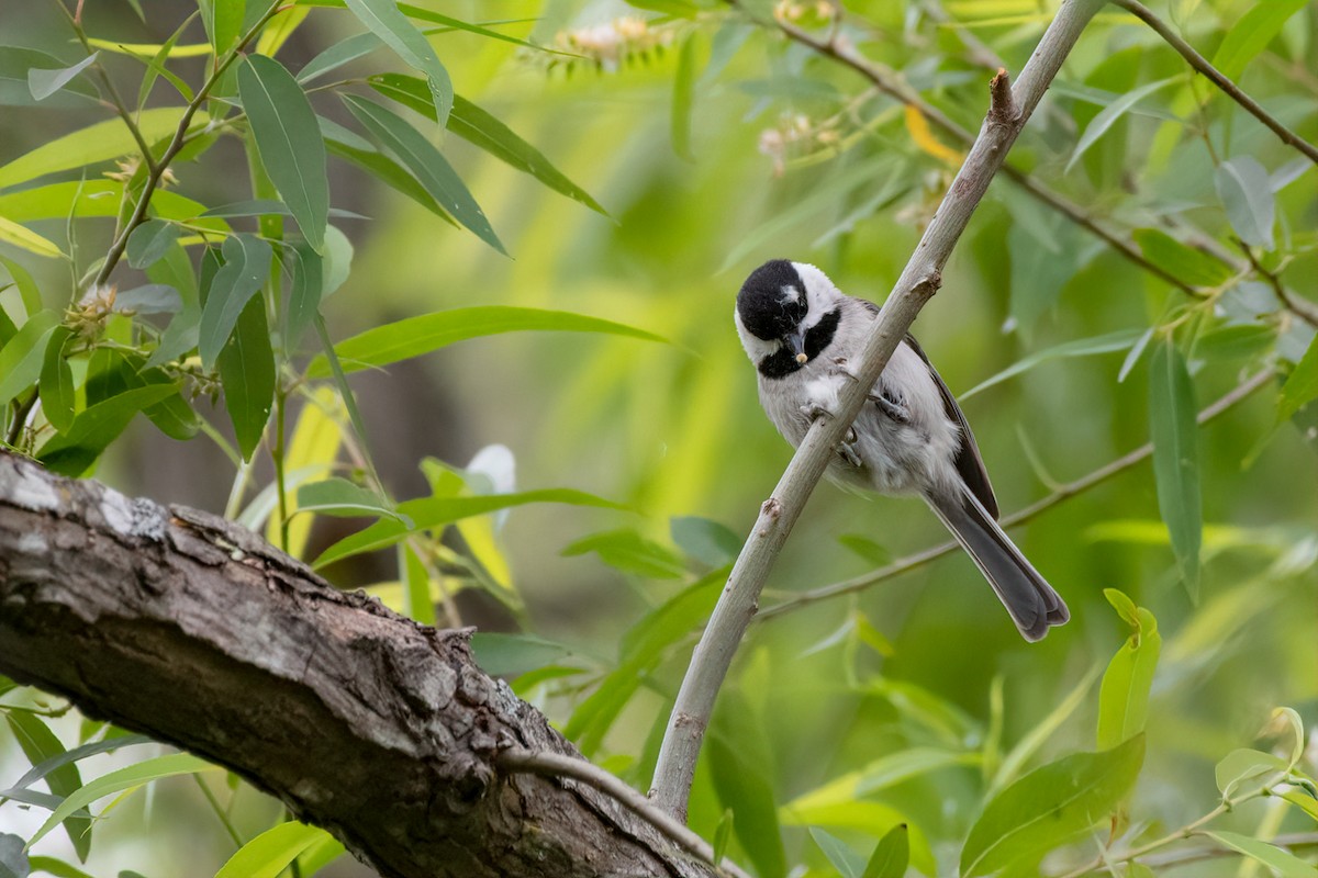 Carolina Chickadee - ML231003631