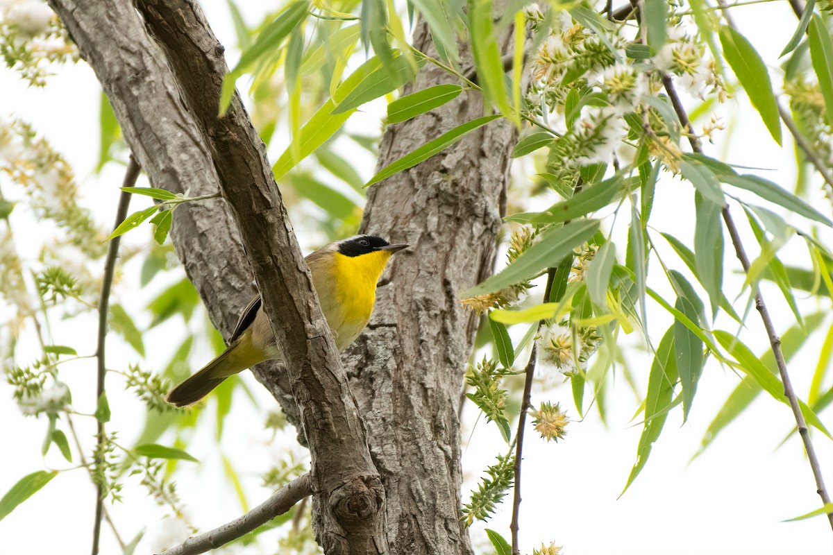 Common Yellowthroat - ML231004391