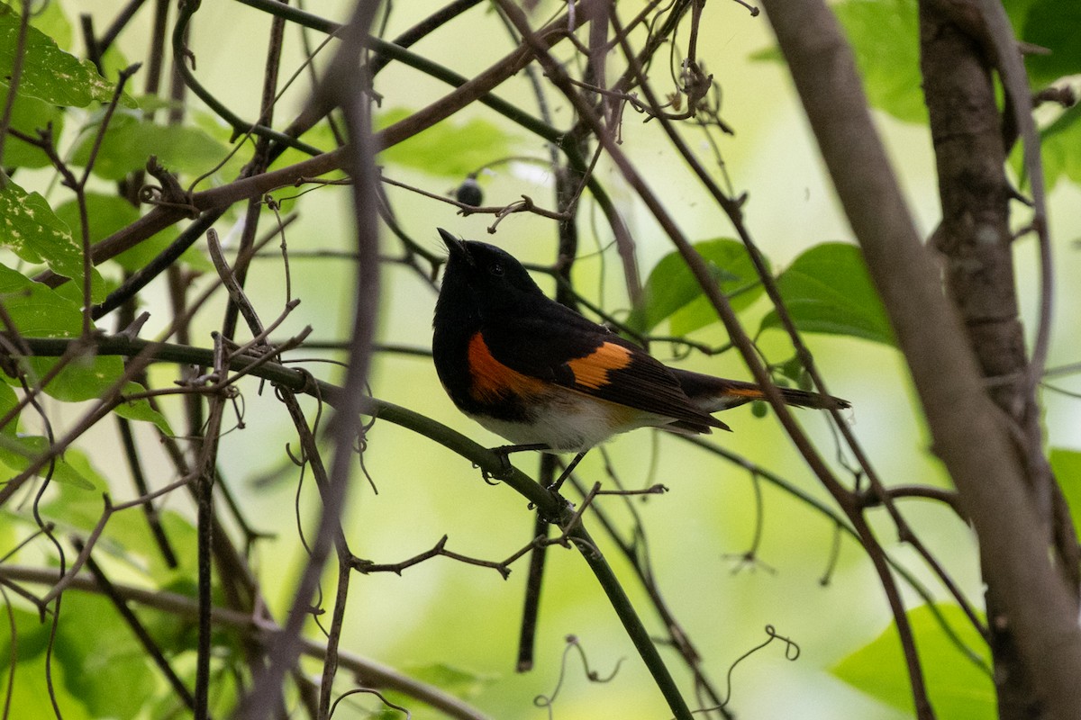 American Redstart - ML231004511