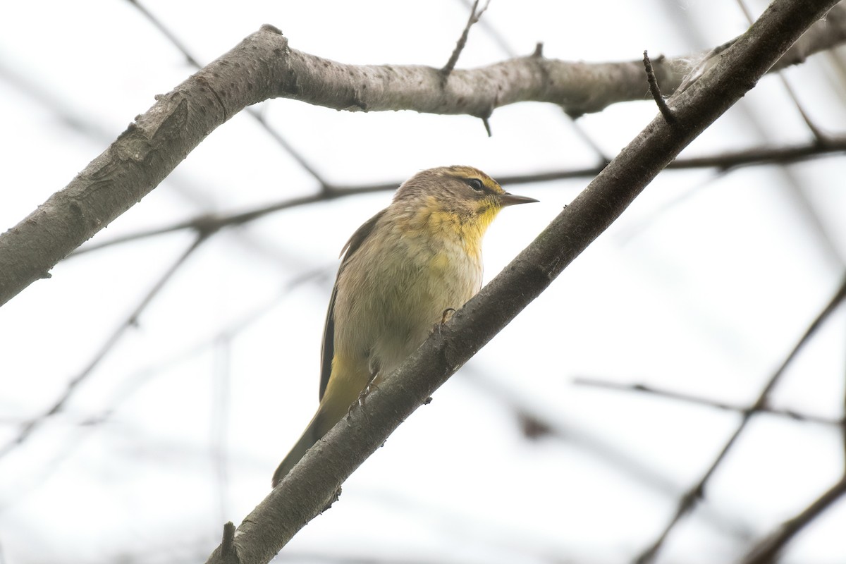 Palm Warbler - ML231004661