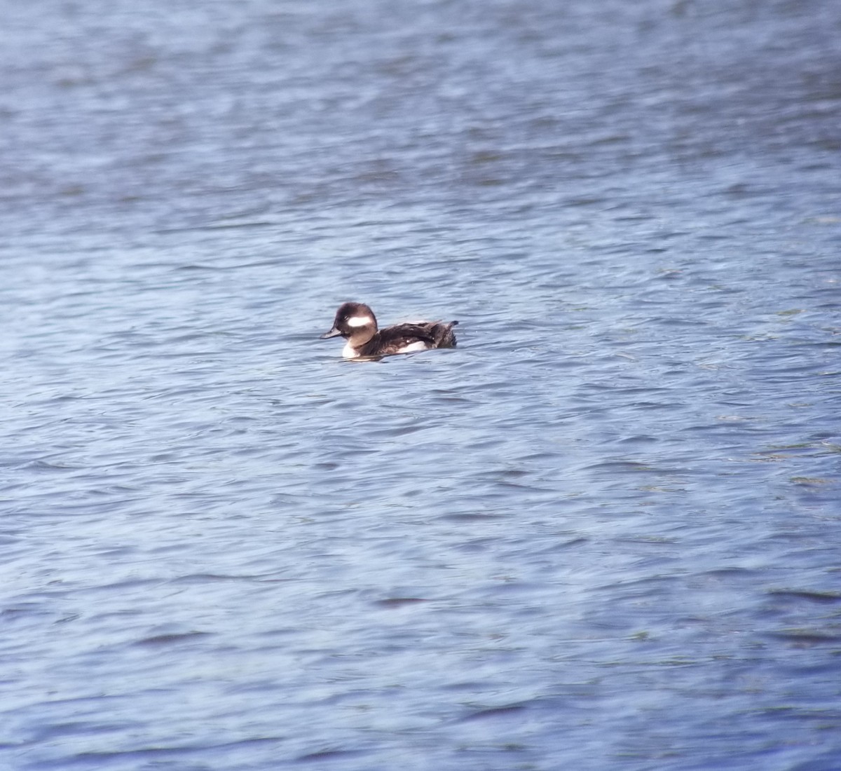 Bufflehead - ML231005181