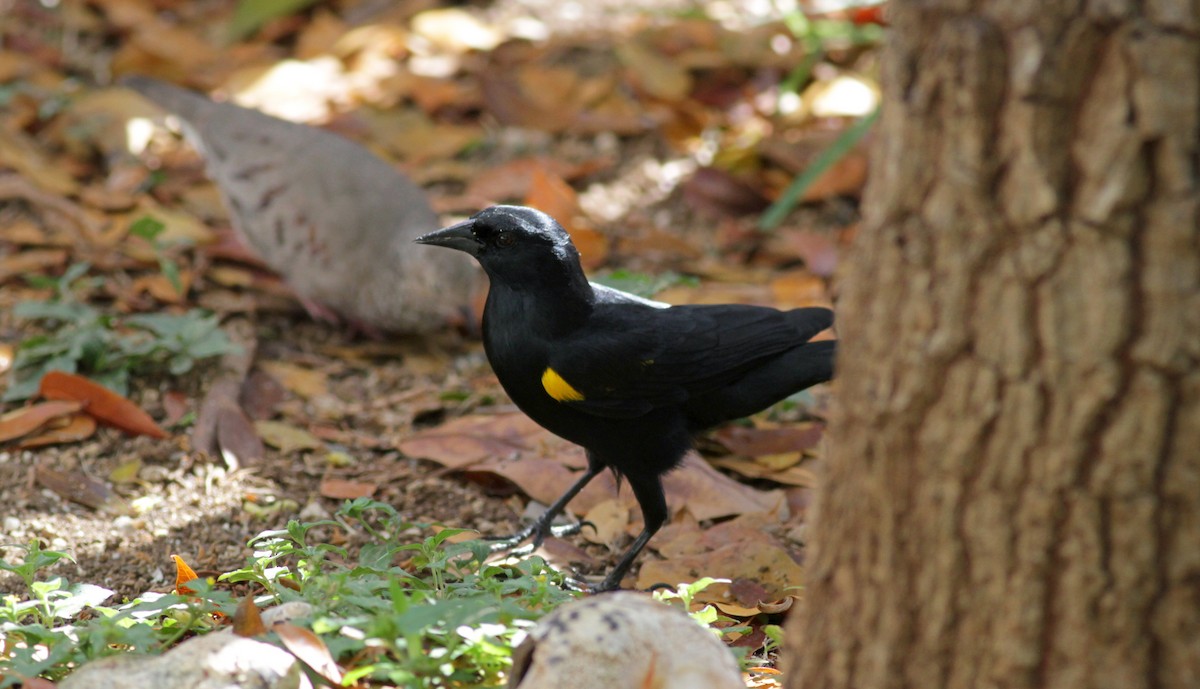 Yellow-shouldered Blackbird - ML23100541