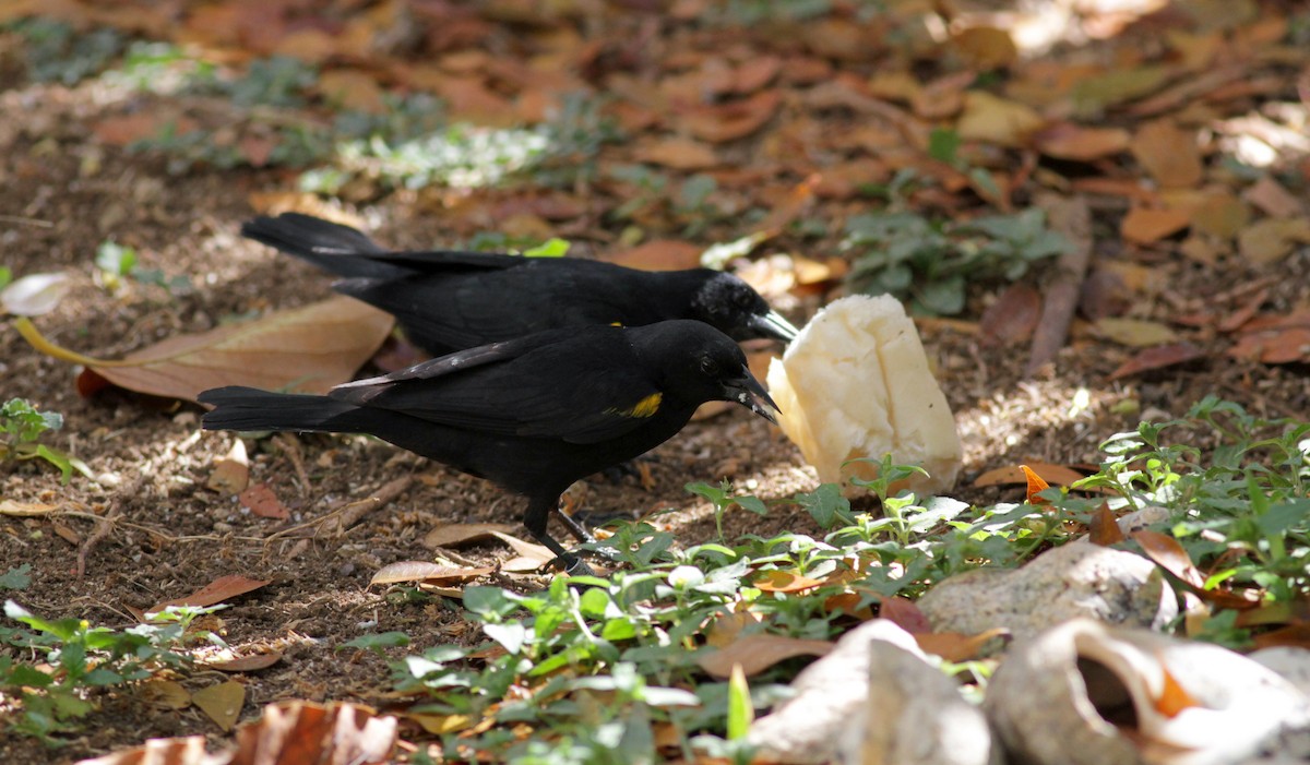 Yellow-shouldered Blackbird - ML23100551