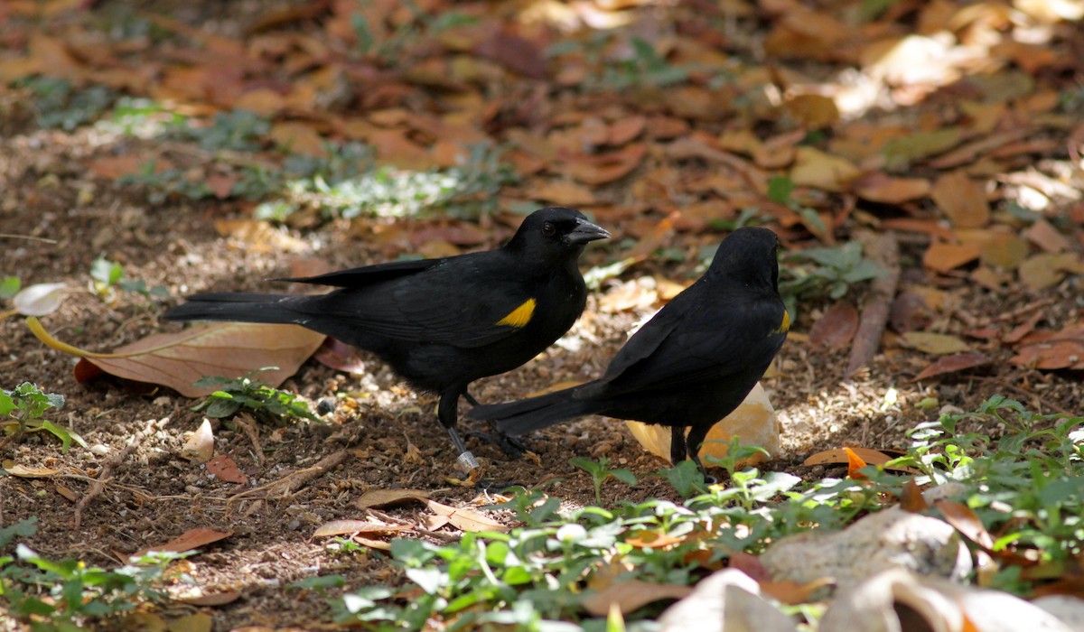 Yellow-shouldered Blackbird - ML23100561