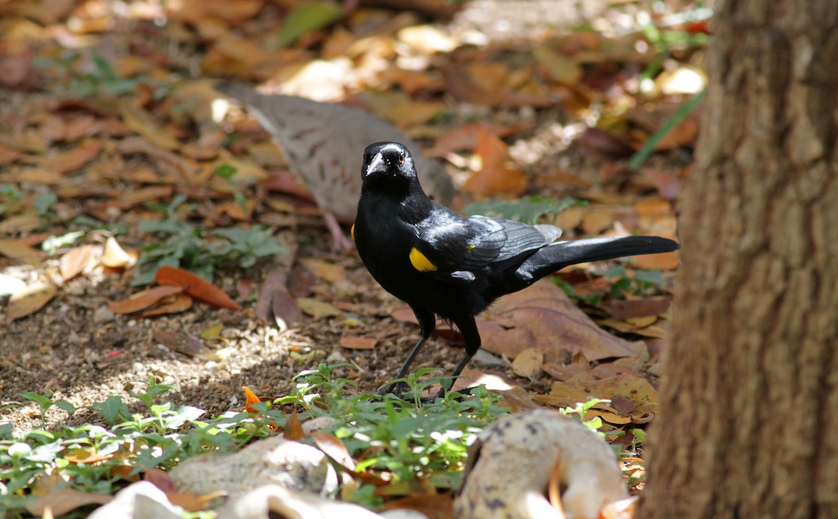 Yellow-shouldered Blackbird - ML23100571