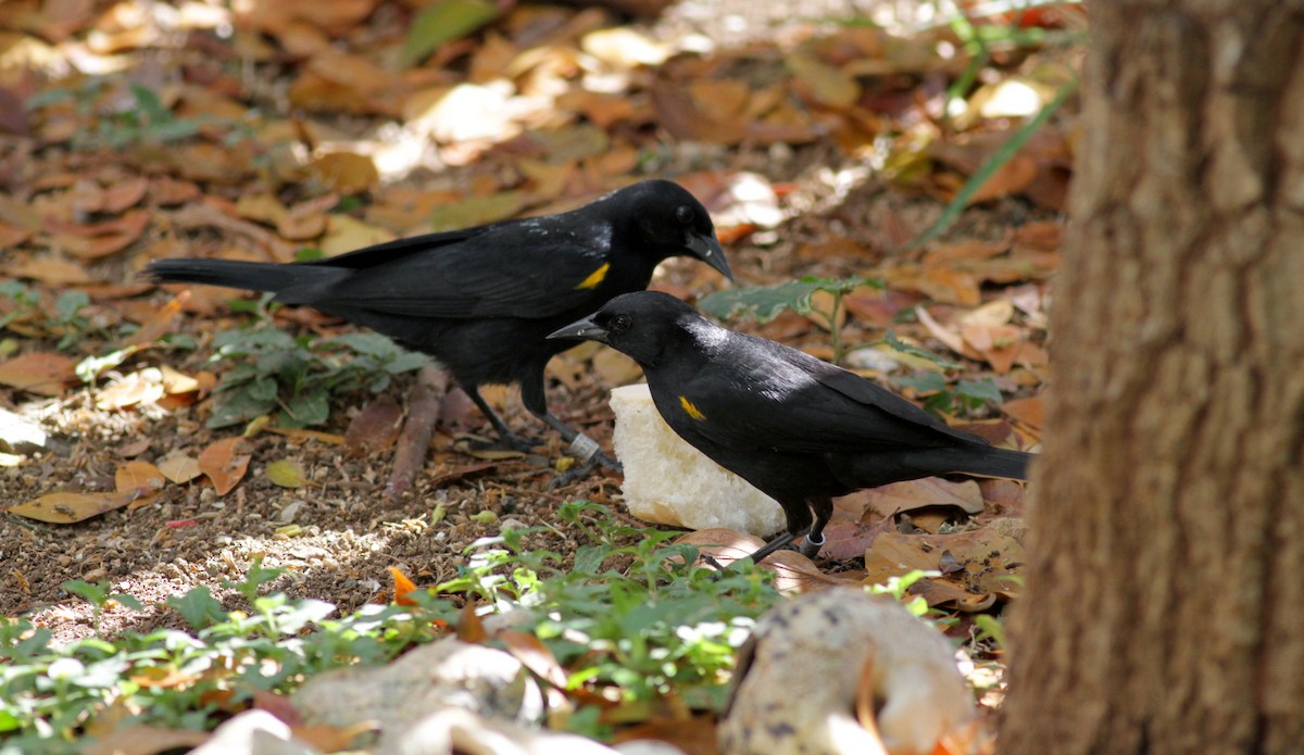 Yellow-shouldered Blackbird - ML23100581