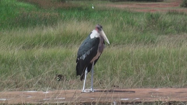 Marabou Stork - ML231006261