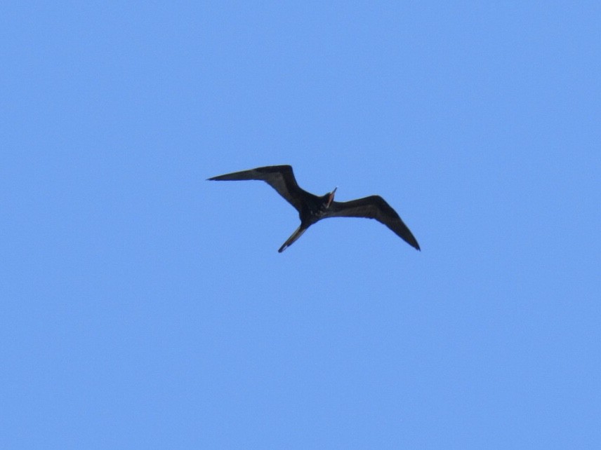 Magnificent Frigatebird - Eric Plage