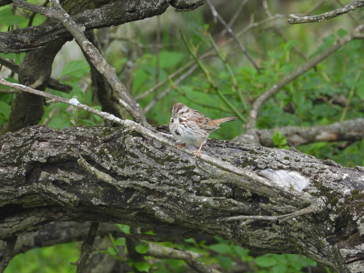 Song Sparrow - Pete Givan