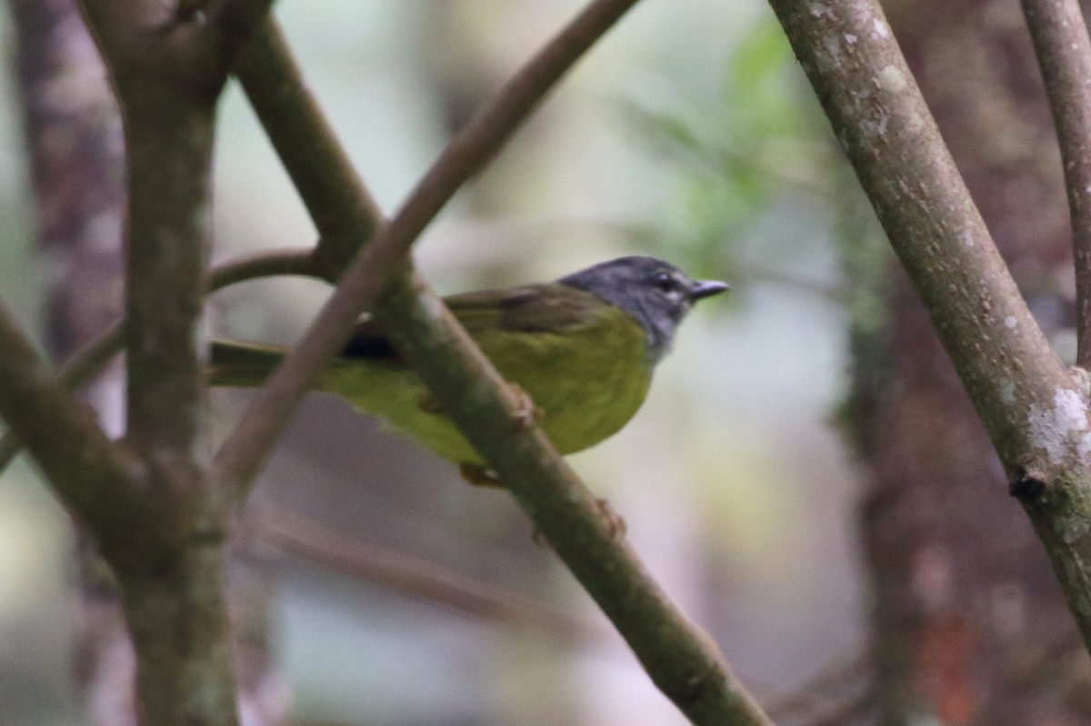 White-lored Warbler - ML231011811