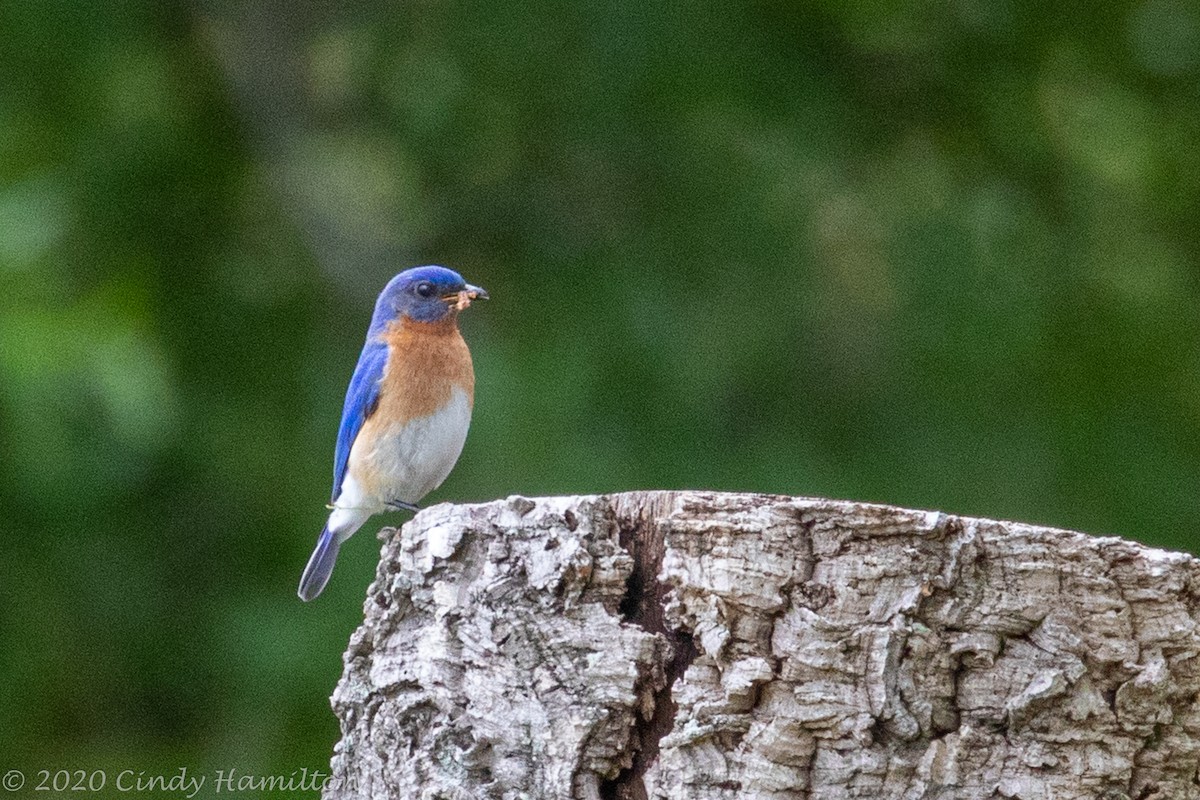 Eastern Bluebird - ML231012101