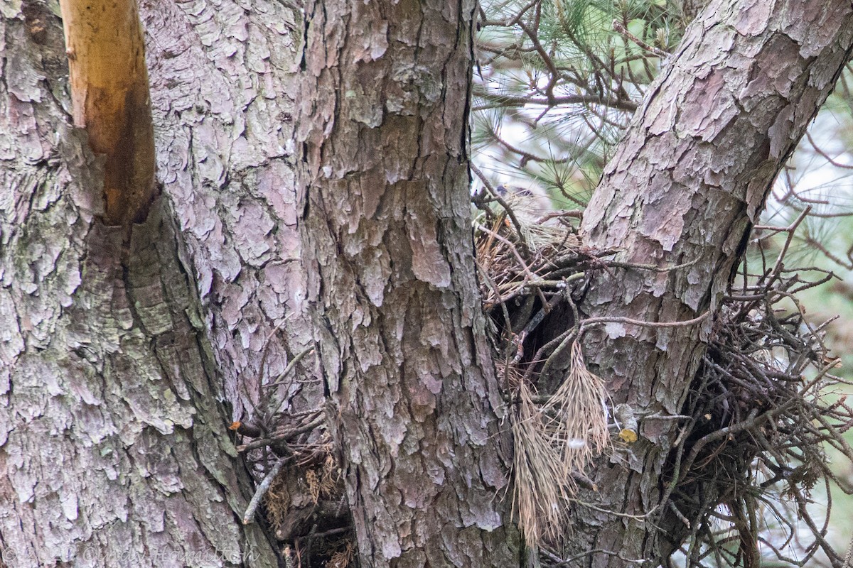 Red-shouldered Hawk - ML231012311