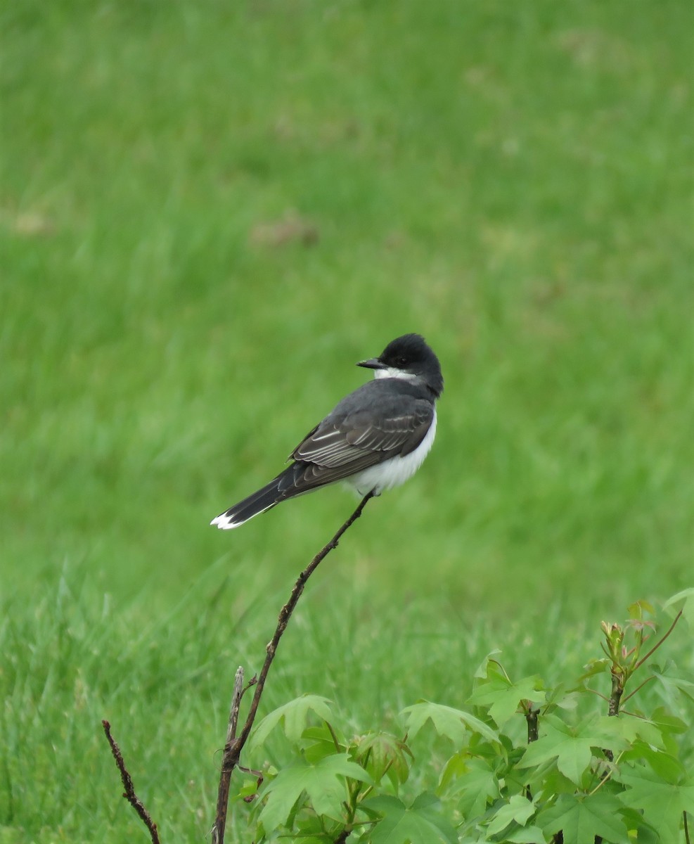 Eastern Kingbird - ML231018451