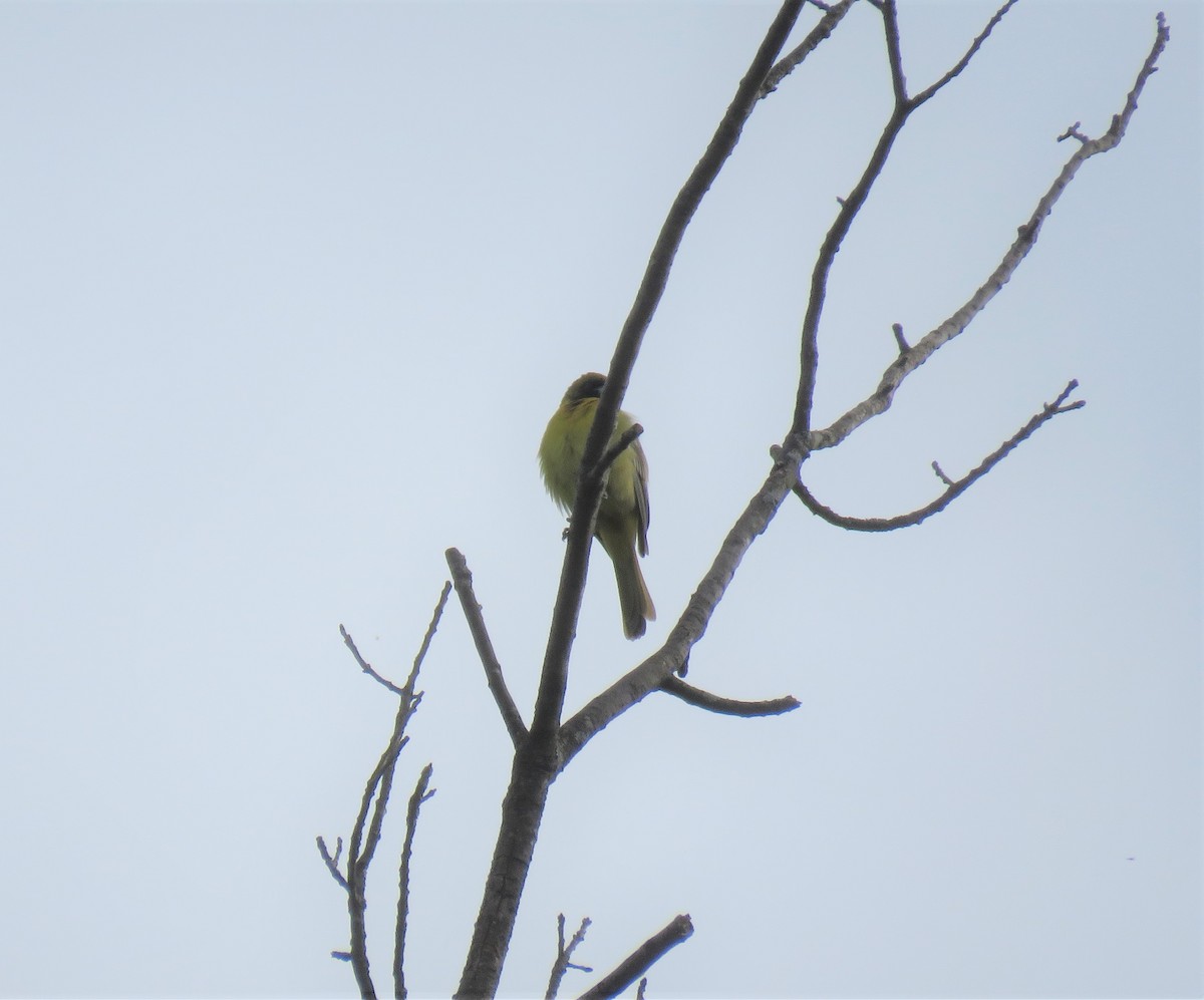 Orchard Oriole - ML231018911