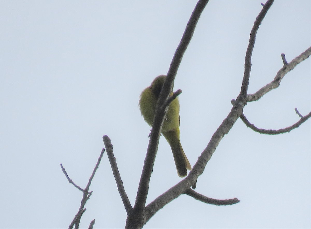 Orchard Oriole - Michael Bowen