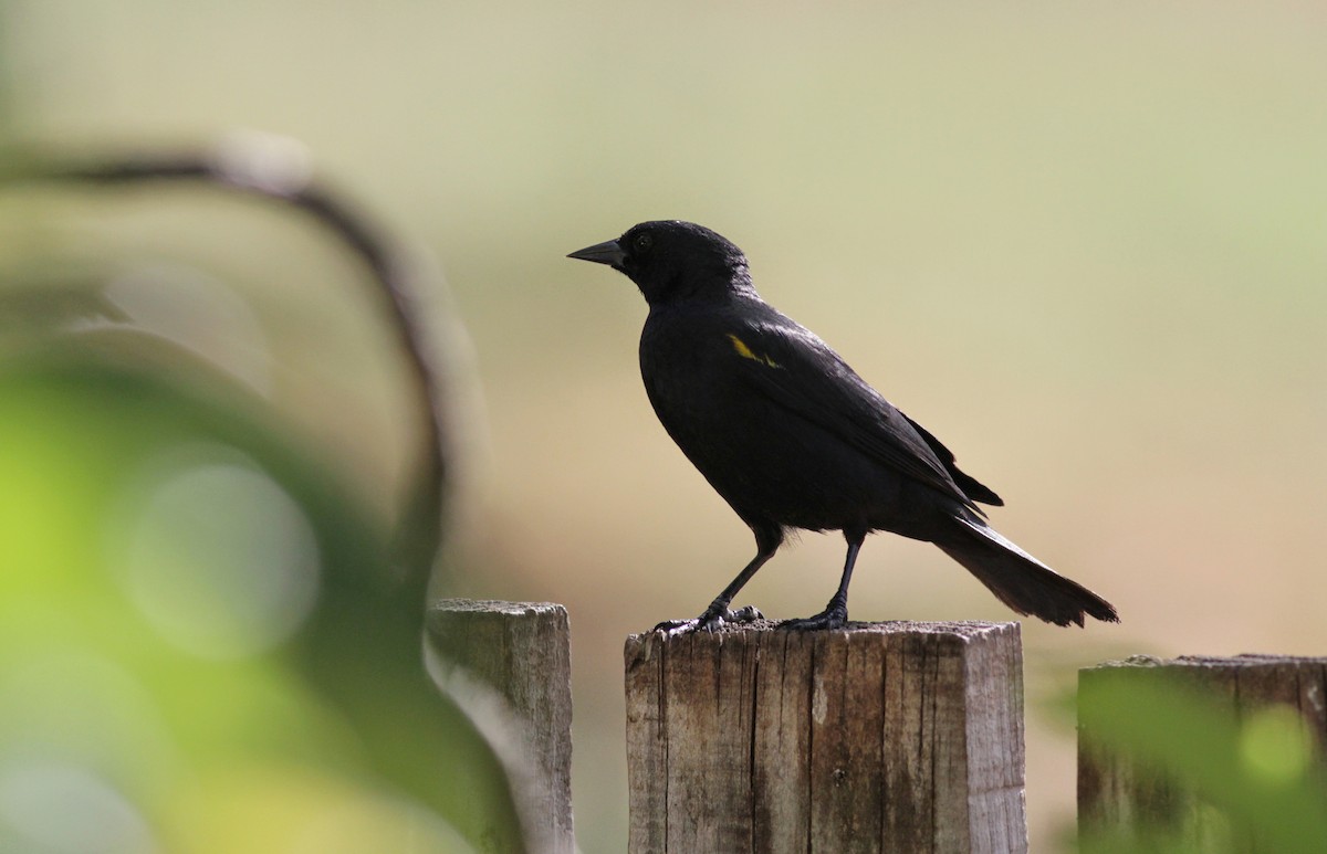 Yellow-shouldered Blackbird - ML23101951