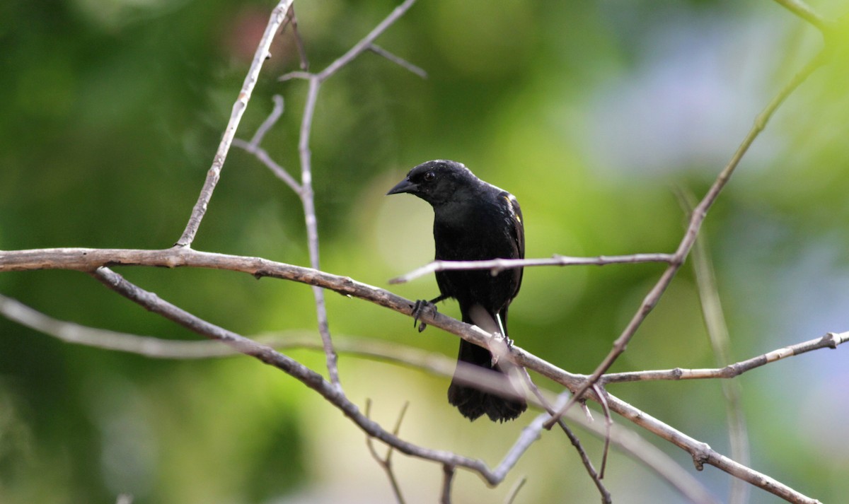 Yellow-shouldered Blackbird - ML23101971