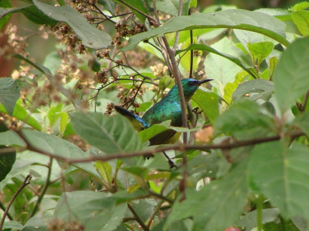 Collared Sunbird - ML231019941