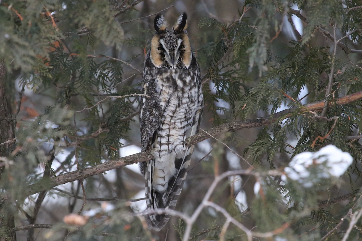 Long-eared Owl - Michelle Martin