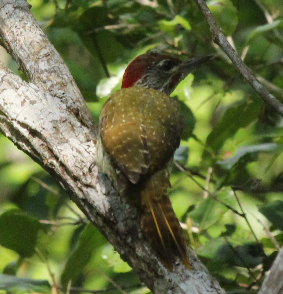 Mombasa Woodpecker - simon walkley