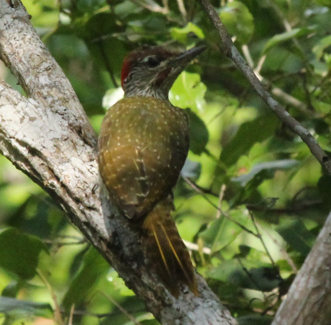 Mombasa Woodpecker - simon walkley