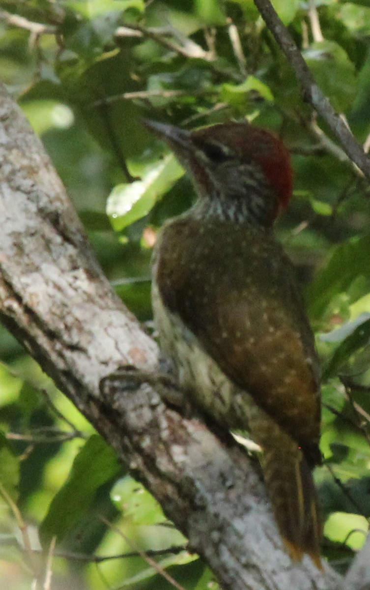 Mombasa Woodpecker - ML231020841