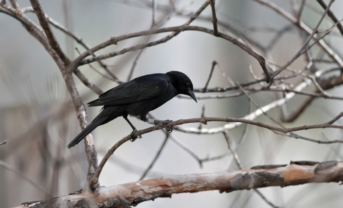 Yellow-shouldered Blackbird - Jay McGowan