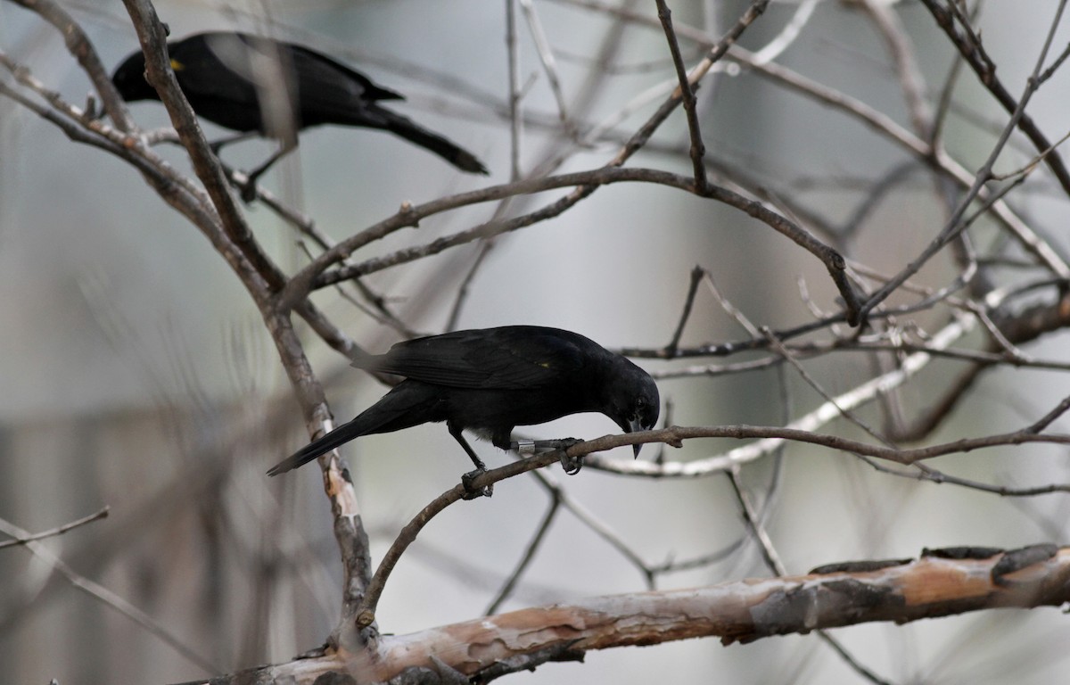 Yellow-shouldered Blackbird - Jay McGowan
