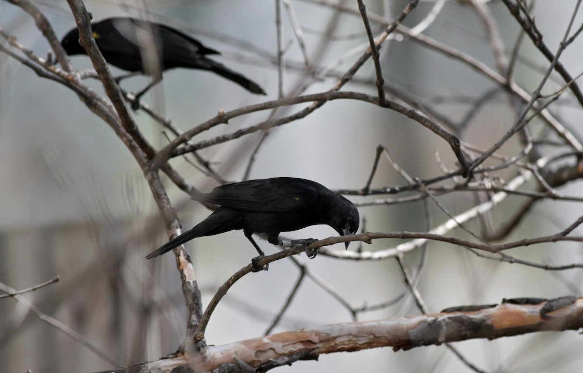 Yellow-shouldered Blackbird - ML23102141