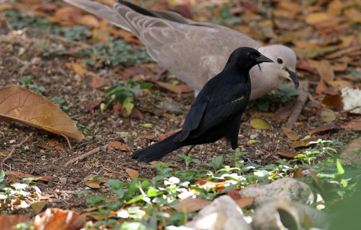 Yellow-shouldered Blackbird - ML23102151