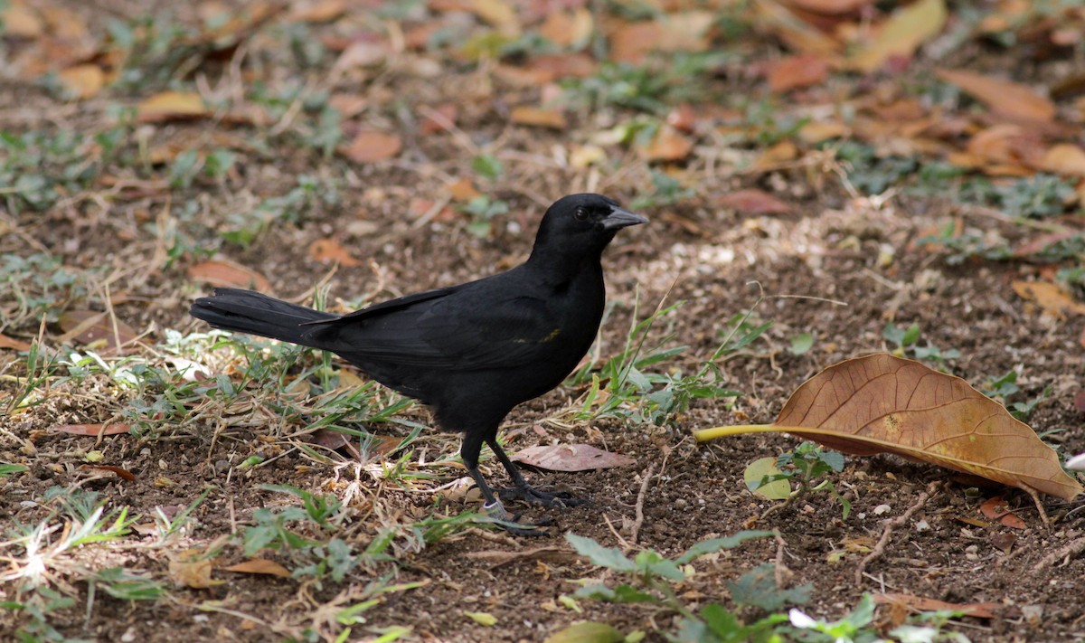 Yellow-shouldered Blackbird - ML23102161